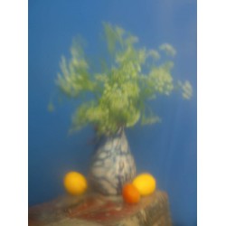 Nature Morte